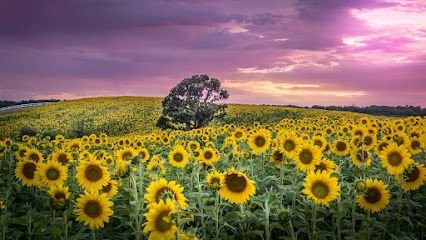 Body Logic Therapeutic Massage