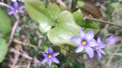 Massage and Movement by Cindy Chapter