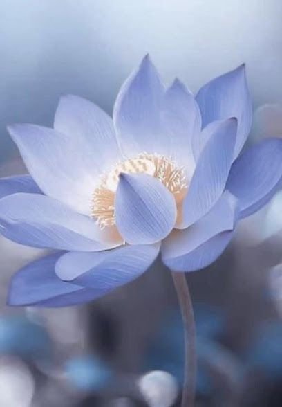 Lotus Massage and Lash