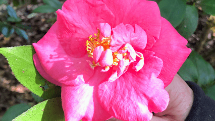 Heavenly Hands Massage, LLC